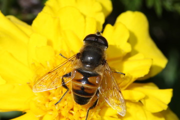 espèce menacée - abeille