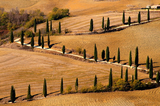 La Foce, Zypressenallee im Herbst, Val d Orcia, Toskana, Italien