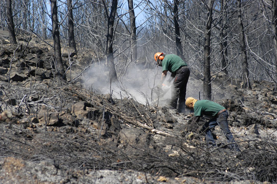 Bosque incendiado
