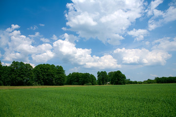 Fototapeta premium Summer landscape background texture