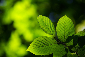 green leaves