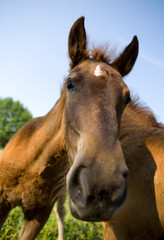 Obraz premium Beauty young horse portrait