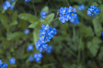 Myosotis 3365