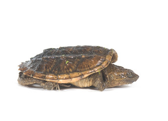 A profile of a baby snapping turtle on a white background