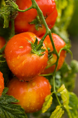 Bunch of tomatoes with water drops, in a garden