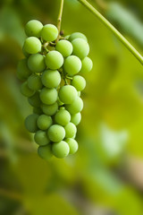 Close-up of a bunch of delicious grapes