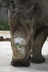 Obraz premium Nashorn