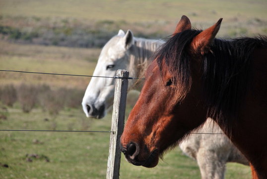 Caballos
