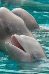 Beluga Whales