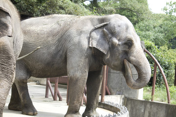 Fototapeta premium Elefant
