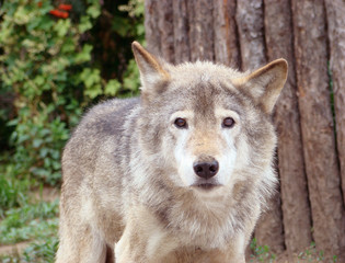 Naklejka na ściany i meble Ordinary or grey wolf Canis lupus