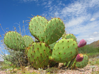 Arizona Desert Cactus of Opuntia Genus with Red Fruits