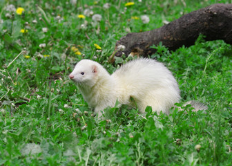 Polecat. Russian nature, wilderness world.