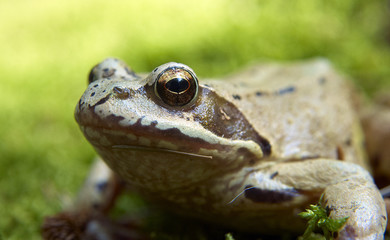 a frog and a green grass