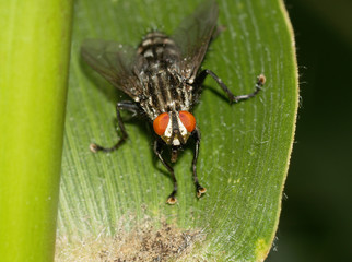 Fliege auf Maisblatt