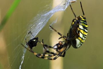 Zebra- oder Wespenspinne (Argiope bruennichi)