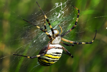 Zebra- oder Wespenspinne (Argiope bruennichi)