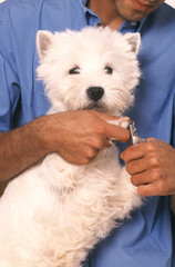 couper les griffes d'un chien