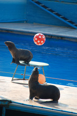 Sea bears (Callorhinus ursinus) on circus show