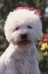 westie dans les fleurs
