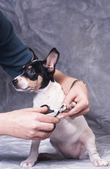 coupe ongles rat terrier