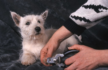 coupe ongles westie