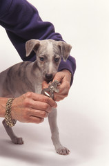 coupe d'ongles whippet