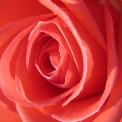 heart of rose