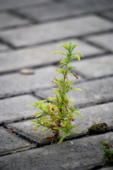 Planta creciendo en el suelo