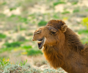 Close-up image of camel