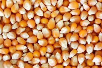 Popcorn kernals background
