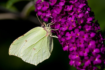 Brimestone Butterfly