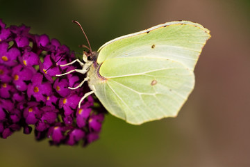 Brimestone Butterfly -  Gonepteryx  rhamni