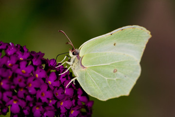 Brimestone Butterfly - Gonepteryx rhamni