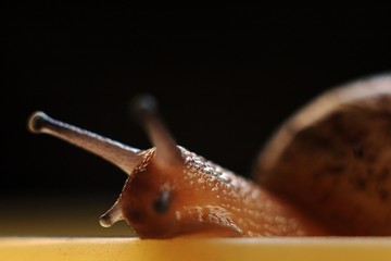 snail © birdmanphoto