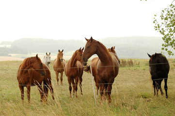 .Herd of horse on a pasture.