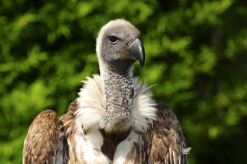 African white-backed vulture