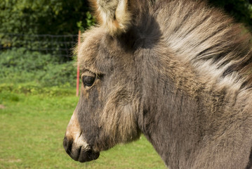 Fototapeta premium Eselbaby01