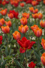 Tulpen