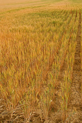 Wheat fields on the front range of Colorado USA