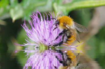 abeille reflet