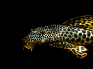 close up of a tropical catfish with leopard pattern