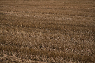 Cut Wheat Field