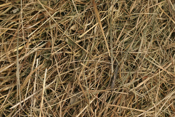 fieno