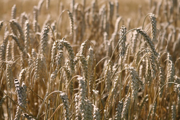 Fototapeta premium Wheat Crop