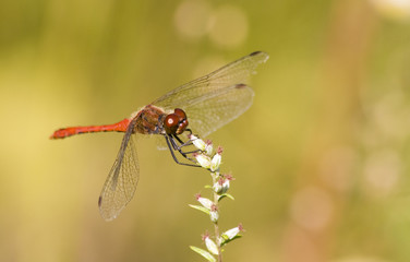 rote Libelle