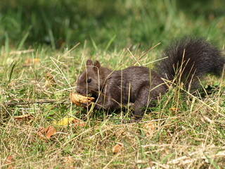 Eichhörnchen mit Nuß
