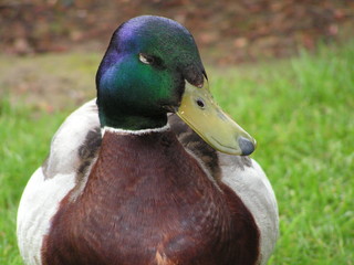 ente