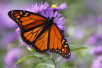 Monarch Butterfly (Danaus Plexippus)
