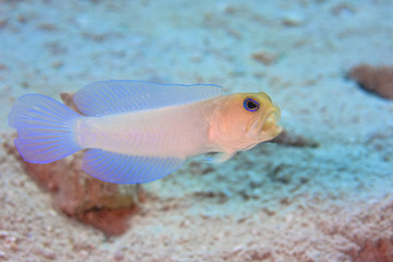 Fototapeta premium Yellowhead Jawfish (Opistognathus aurifrons)